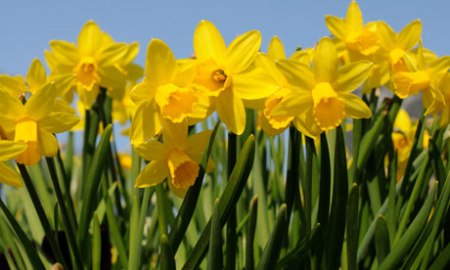 Daffodils-006